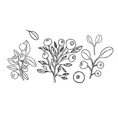 Hand drawn branches of blueberry. Doodle vector illustration.
