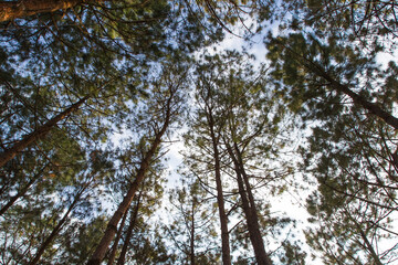 Merkus pine forest in Phuhinrongkla National Park of Thailand