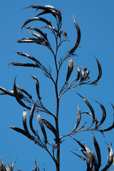 Phormium tenax or New Zealand flax with Seed pods at blue sky in a garden