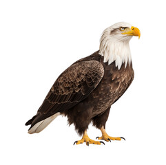 Obraz premium An imposing bald eagle stands with a dignified look, showcasing its striking plumage and yellow talons. Generative AI