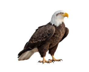 An imposing bald eagle stands with a dignified look, showcasing its striking plumage and yellow talons. Generative AI