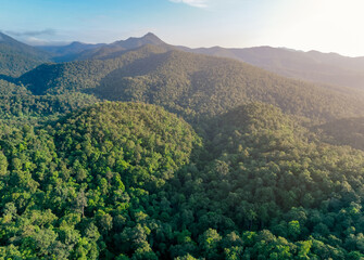 Aerial view of lush green trees in forest on mountains. Dense green tree captures CO2. Green tree nature background for carbon neutrality and net zero emissions concept. Sustainable green environment.