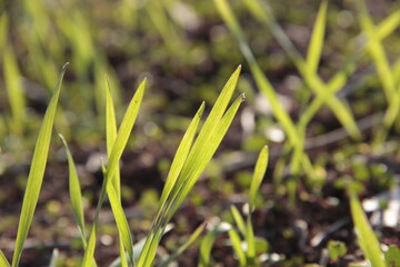 close up of green grass