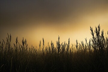 Fototapeta premium wheat field at sunset