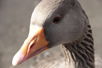 close up of a goose