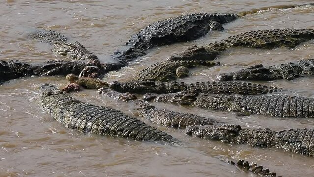 Nile crocodiles are eating wildebeest in the Mara river. Kenya. Masai Mara. Africa. 
