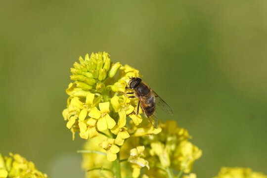 Close up yellow flowers of Wintercress (Barbarea vulgaris), family Brassicaceae with female hoverfly Eristalis pertinax. Spring, May, Netherlands
