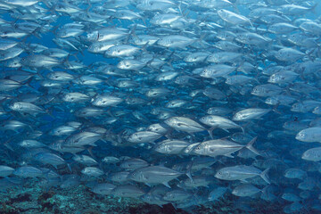 A massive school of jackfish swimming in the ocean