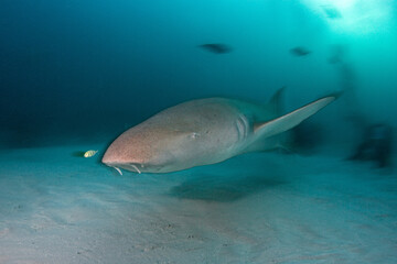 An underwater closeup shot of a nurse shark