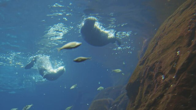A group of sea otter swimming in a tank with a rock wall in the background