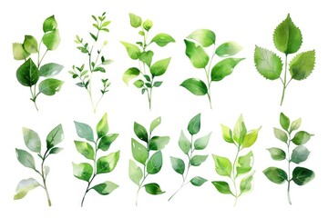 A collection of green leaves on a white background. Perfect for botanical designs