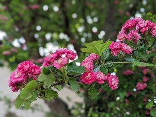 pink flowers in the garden