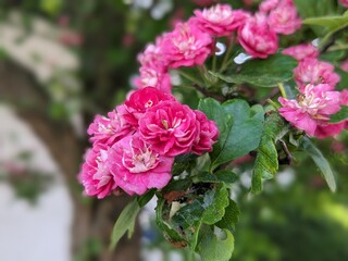 pink rose bush