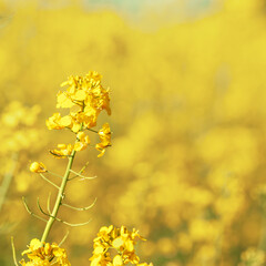 Yellow bright rapeseed flower close-up. Blooming rapeseed field. Canola Colza Flowers. Rapeseed, Oilseed Field Meadow