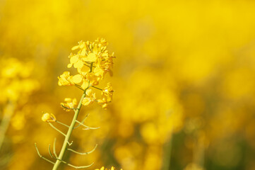 Canola field. Rapeseed plant, colza rapeseed for green energy. Yellow rape flower for healthy food oil on field. 