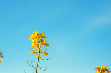 Bright blooms rapeseed against blue sky.Honey Bee collecting pollen on yellow rape flower.
