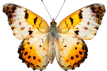 Butterfly transparent background


