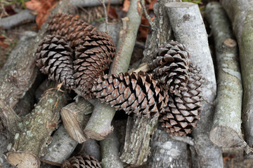 Close up of pine cones and firewood