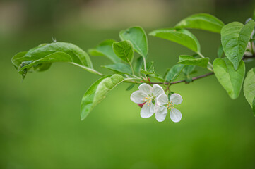 branch of cherry blossoms against a background of greenery, spring background