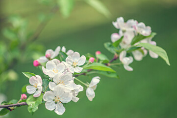 branch of cherry blossoms 