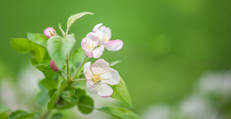 branch of cherry blossoms against a background of blurred greenery, spring background