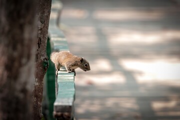 Irrawaddy Squirrel of sundarbans.this photo was taken from  karamjal eco tourism center,Sundarbans,Bangladesh.