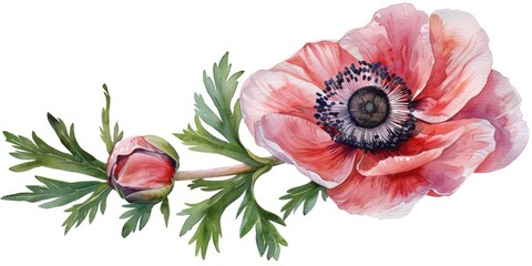 A beautiful watercolor painting of a pink flower. Perfect for botanical illustrations