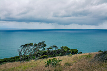 Bent trees on the high edge above calm blue waters of Tasman Sea. Te Toto Gorge Lookout, Raglan, New Zealand
