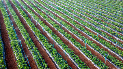 organic strawberry farm, ripe red fruits dotting endless green rows.