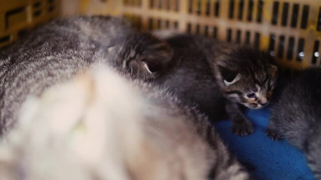Mum feeding baby cats breastfeed kitty, kitten.