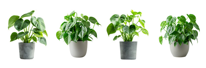 Set of A Philodendron tropical leaves in a container on a transparent background