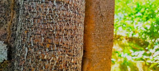  Close-up of a tree’s textured bark with intricate patterns in shades of brown and gray, and a...