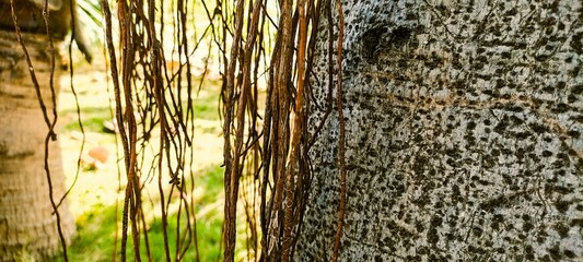  Close-up of a tree trunk with speckled bark and hanging roots or vines, illuminated by sunlight...