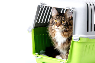 Cat breed Maine Coon lies in the carrier for cats.Carrying for animals. Relocation and animal...