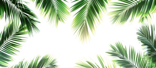 Summer vacation, paradise, travel. Sandy beach, tropical shore, ocean coast. Palm leaves against a white backdrop. Simple summer theme. Artistic design for a banner or poster with empty space for text - Powered by Adobe