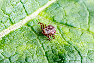 Dermacentor Reticulatus On Green Leaf.Family Ixodidae.Carrier of infectious diseases as encephalitis or Lyme borreliosis. Ticks Are Carriers Of Dangerous Diseases.