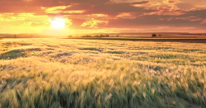 Ears of barley dance in the wind at sunset, close-up beautiful landscape rural scene