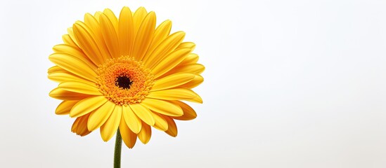 A copy space image of a yellow gerbera flower with a white background