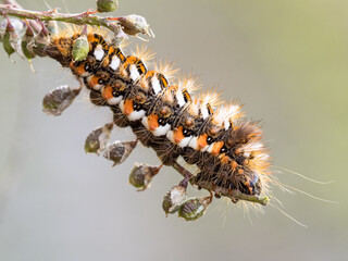 primer plano de Oruga andando por una rama con macro