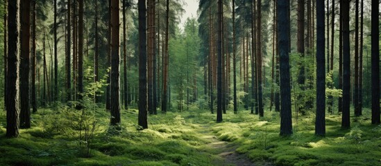 Obraz premium A beautiful copy space image captures the serene and untouched nature of the Leningrad region forest