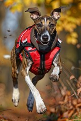 Elegant greyhound puppy racing on the track, a swift and agile young athlete showcasing speed