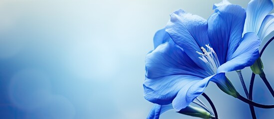 A close up image of the blue Telang flower also known as the butterfly pea flower with copy space - obrazy, fototapety, plakaty