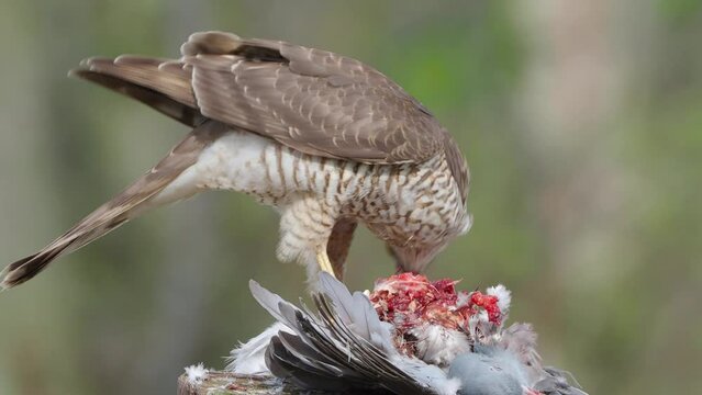 Sparrowhawk (Accipiter nisus) feeding on a pigeon