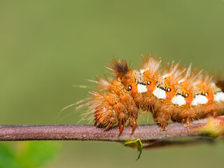 primer plano de Oruga andando por una rama con macro