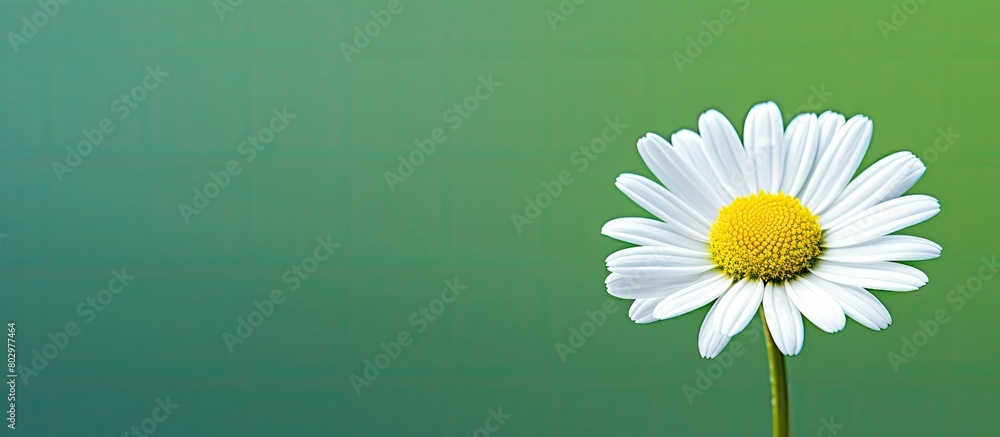 Aufkleber a close up of a camomile flower on a green background with copy space available for writing