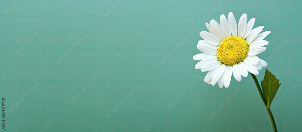 Poster A close up of a camomile flower on a green background with copy space available for writing