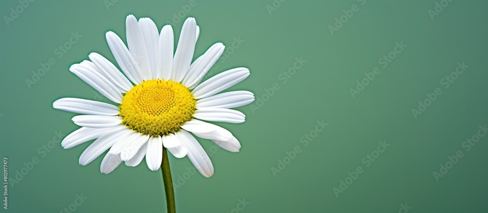 Poster A close up of a camomile flower on a green background with copy space available for writing