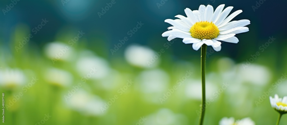 Poster A close up of a camomile flower on a green background with copy space available for writing
