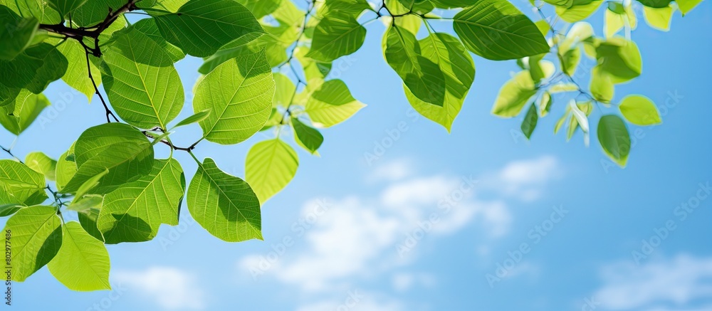 Poster a copy space image featuring the vibrant green leaves of a catalpa tree against a backdrop of a clea