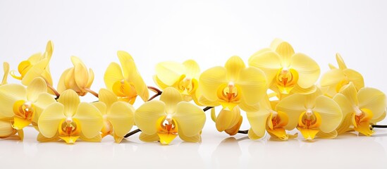 A beautiful image of white yellow orchid flowers set against a white background can provide the...
